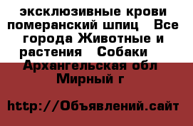 эксклюзивные крови-померанский шпиц - Все города Животные и растения » Собаки   . Архангельская обл.,Мирный г.